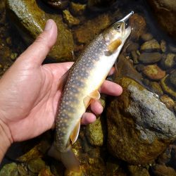 真夏のイワナ釣り